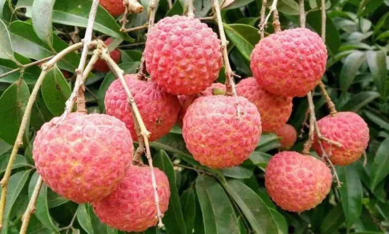 চায়না থ্রি লিচু গাছ চেনার উপায়