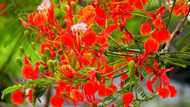 কৃষ্ণচূড়া ফুলের পিকচার