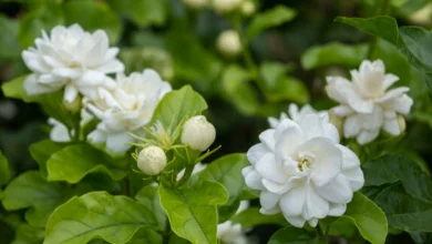 বেলি ফুল এর পিকচার, ছবি, ফটো, ইমেজ